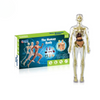 Human Anatomy – Learning & Discovery - Human Body Model Kit