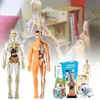 Human Anatomy – Learning & Discovery - Human Body Model Kit