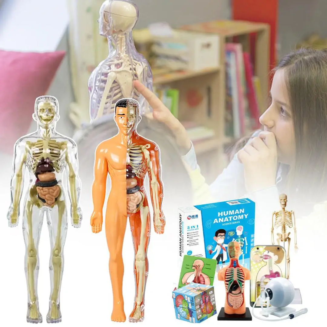 Human Anatomy – Learning & Discovery - Human Body Model Kit