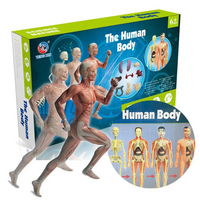 Thumbnail for Human Anatomy – Learning & Discovery - Human Body Model Kit