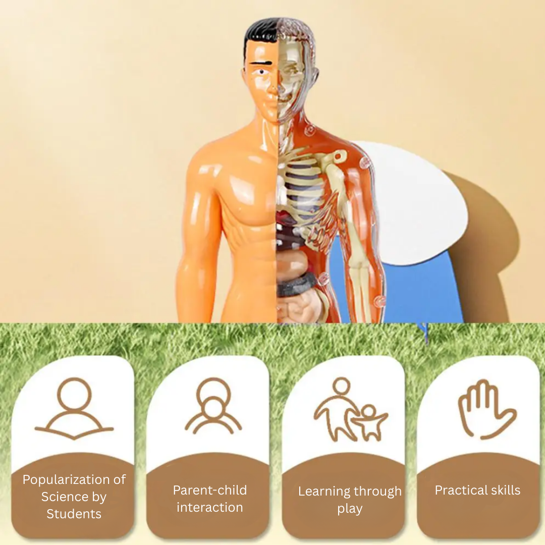 Human Anatomy – Learning & Discovery - Human Body Model Kit