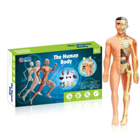 Thumbnail for Human Anatomy – Learning & Discovery - Human Body Model Kit