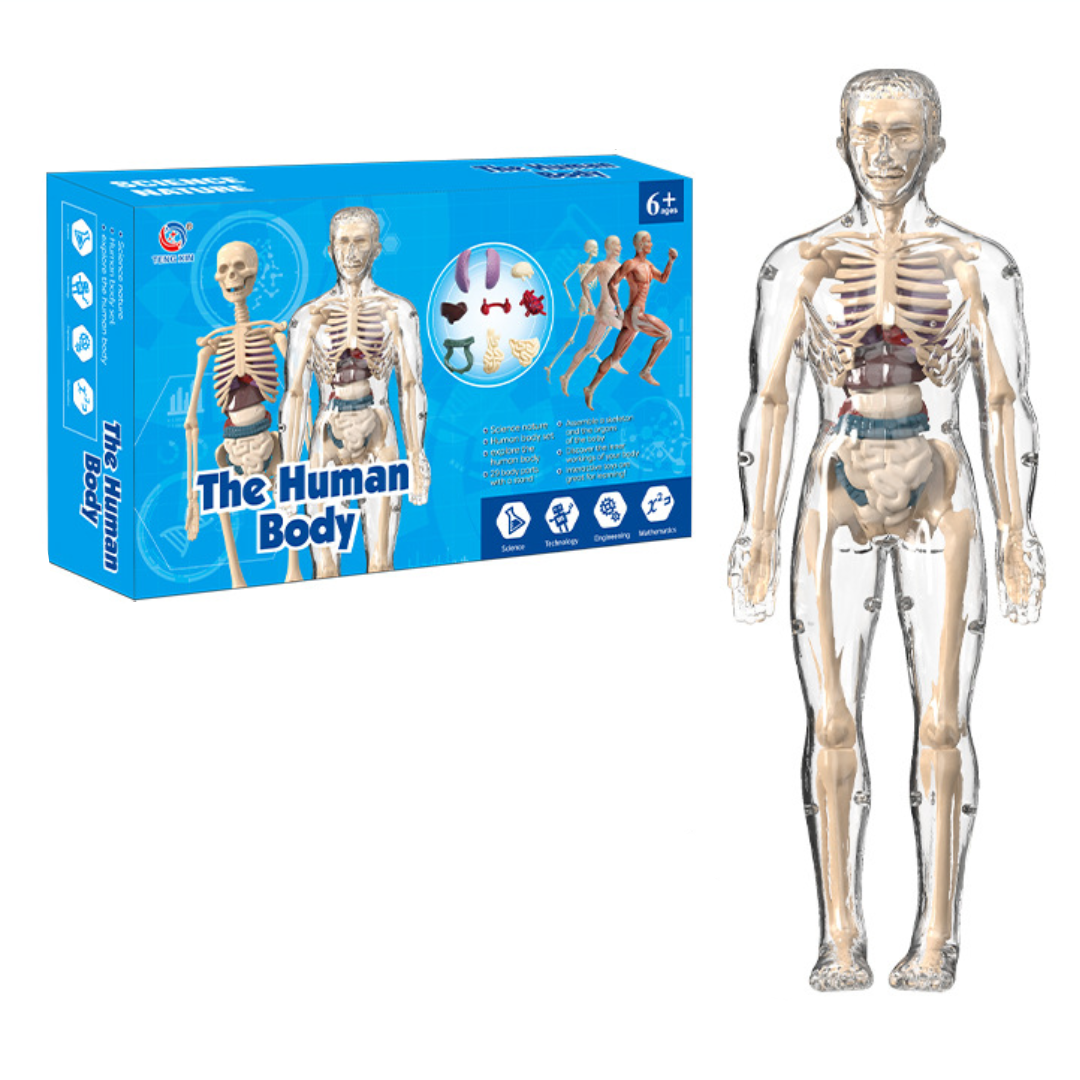 Human Anatomy – Learning & Discovery - Human Body Model Kit