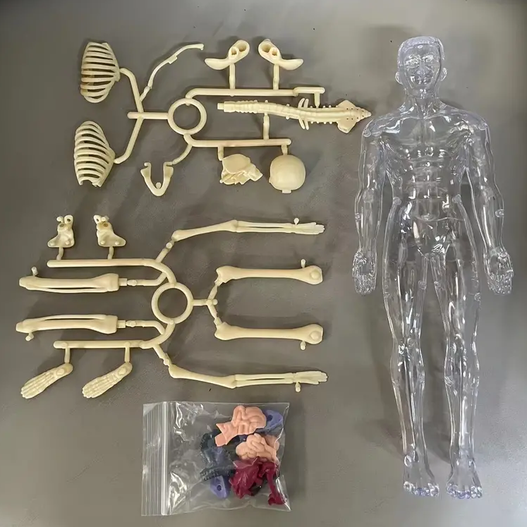 Human Anatomy – Learning & Discovery - Human Body Model Kit
