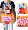 Anatomy Apron™ | Explore the body interactively - Human anatomy apron